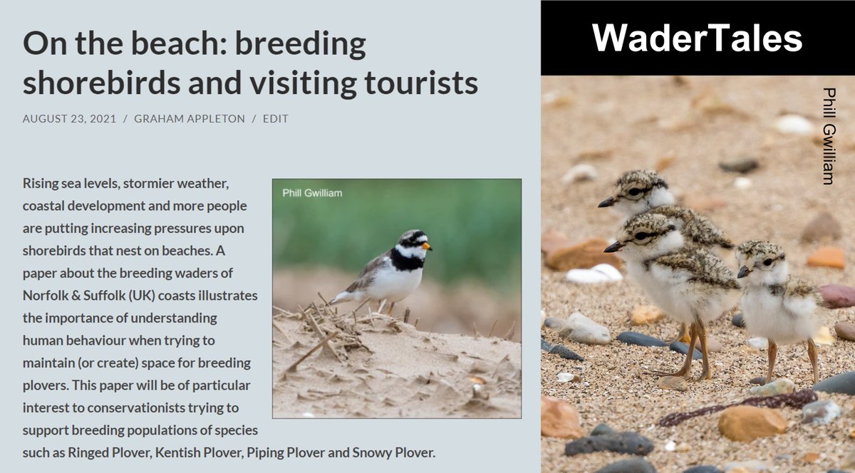 GrahamFAppleton's tweet photo. The plight of Ringed Plovers was mentioned in last night's #Autumnwatch piece about the @WildKenHill fire. 
Here's why there is so much concern about coastal Ringed Plovers: 
https://t.co/085D9L4hHF 
@BBCSpringwatch https://t.co/b4uYZYLkgm