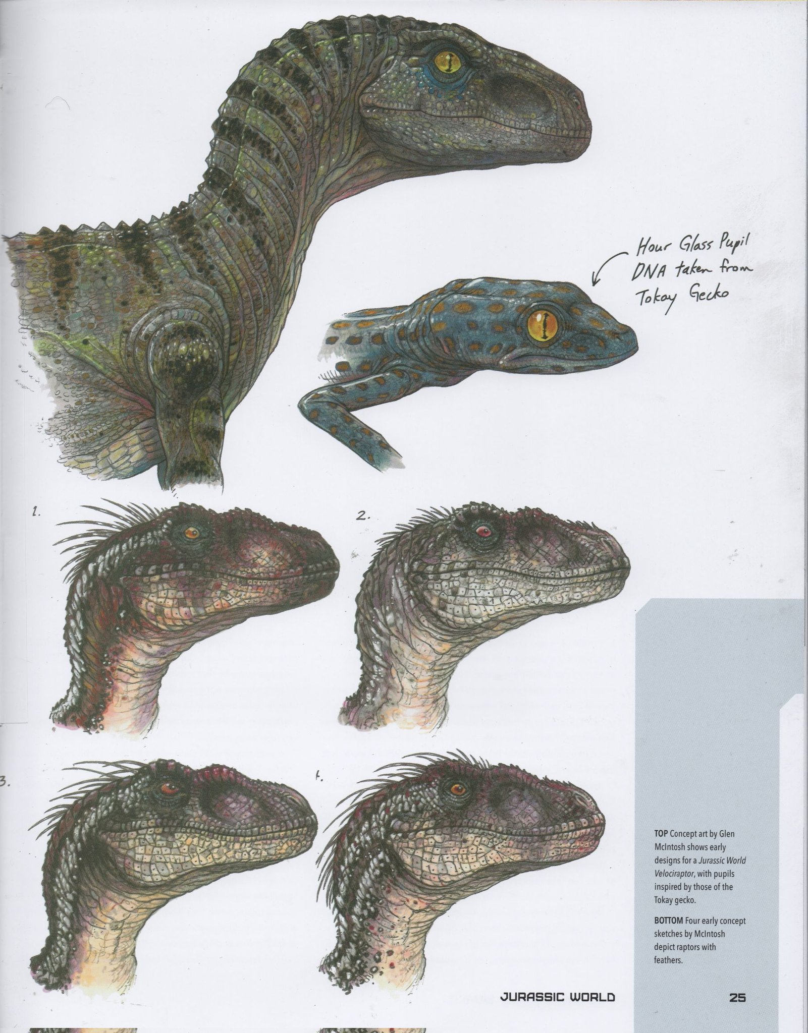 Knight_Steve on X: #JurassicWorld originally planned to use #JurassicPark  3 variant of Velociraptor in the raptor squad. Blue was originally a male  and is named Red in the early script.  /