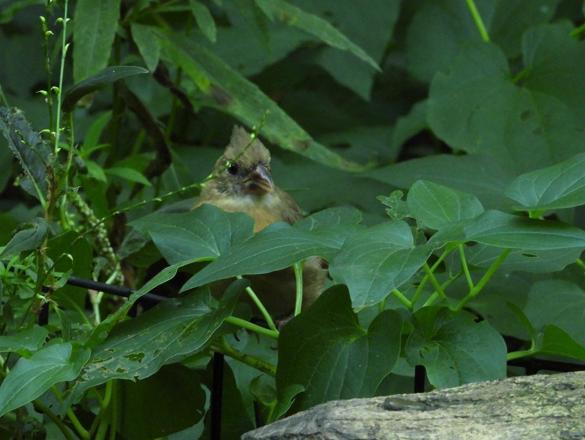 #cardinaliscardinalis #northerncardinal #female #hembra #photo #birdbuddy #natural