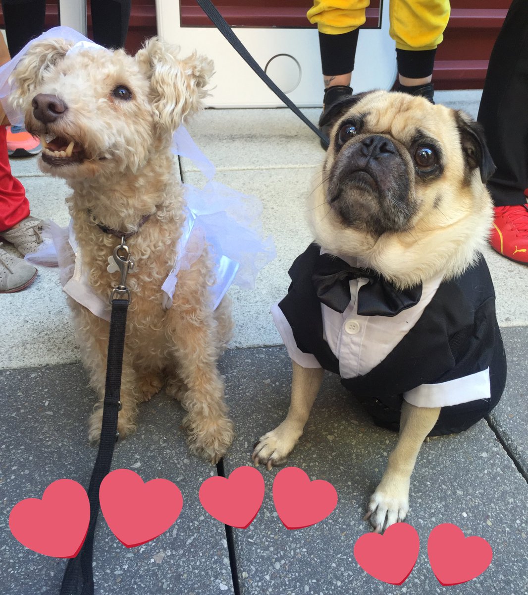 Ines Sombra tweet media