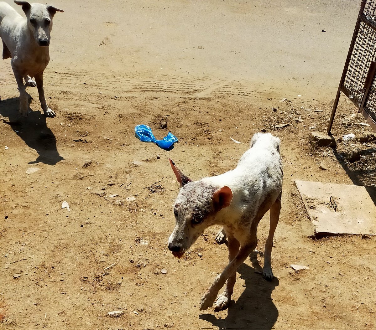 Activist_Lavan's tweet photo. #ScabiesAlert
@AclbMahabubabad @dvaho_mbd  @mcdornakal_mbd
Looks like dogs in dornakal town suffering from scabies (గజ్జి).Mainly roaming near Meat shops which have chances of spreading.
Right now its starting stage. Kindly take immediate action before it was late. https://t.co/S56mq0Rrp1