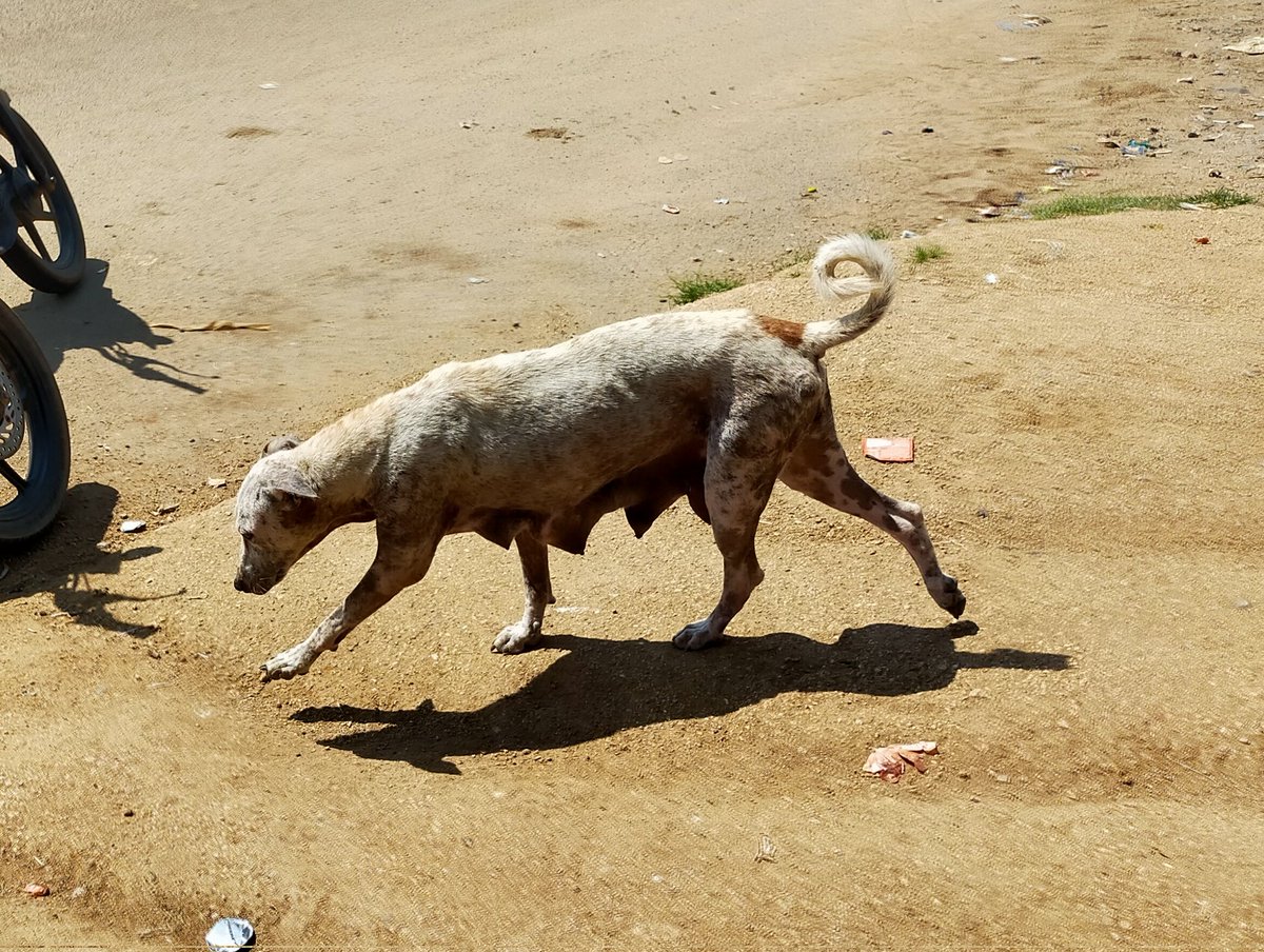 Activist_Lavan's tweet photo. #ScabiesAlert
@AclbMahabubabad @dvaho_mbd  @mcdornakal_mbd
Looks like dogs in dornakal town suffering from scabies (గజ్జి).Mainly roaming near Meat shops which have chances of spreading.
Right now its starting stage. Kindly take immediate action before it was late. https://t.co/S56mq0Rrp1