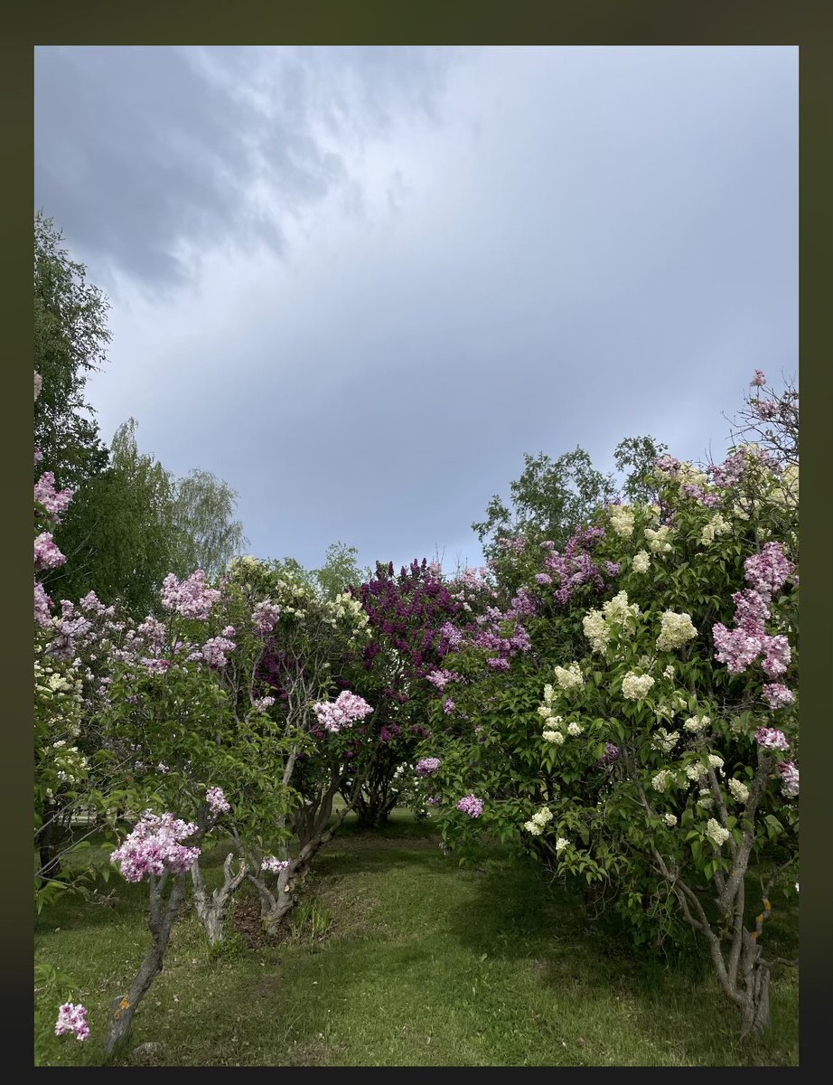 TwoPaddocks's tweet photo. In the Land of Lilac. https://t.co/Vq0MszcA39