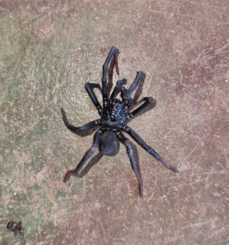 ZaMbbc's tweet photo. Can anyone identify this spider. 
South Africa https://t.co/T6O2Q08HNX