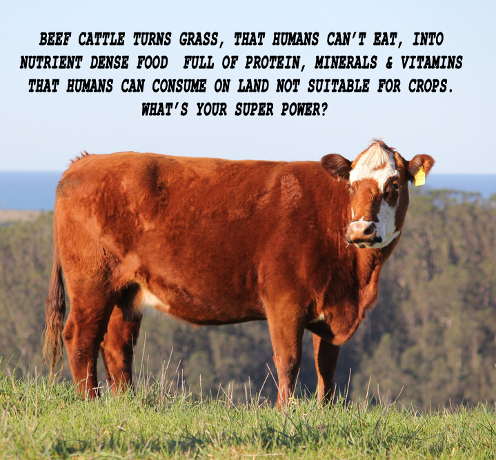 REGENETARIANISM's tweet photo. Cattle not only upcycle inedible to human forages into nutrient dense meat, they also upcycle and increase the quantity of low quality essential amino acids into higher quality essential amino acids https://t.co/JII9XUCjMO