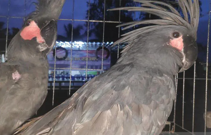 Sebanyak 91 ekor satwa dilindungi asal papua berhasil diberhentikan oleh Pangkalan TNI Angkatan Laut Banjarmasin, Kalimantan Selatan atas kasus penyelundupan satwa dilindungi.