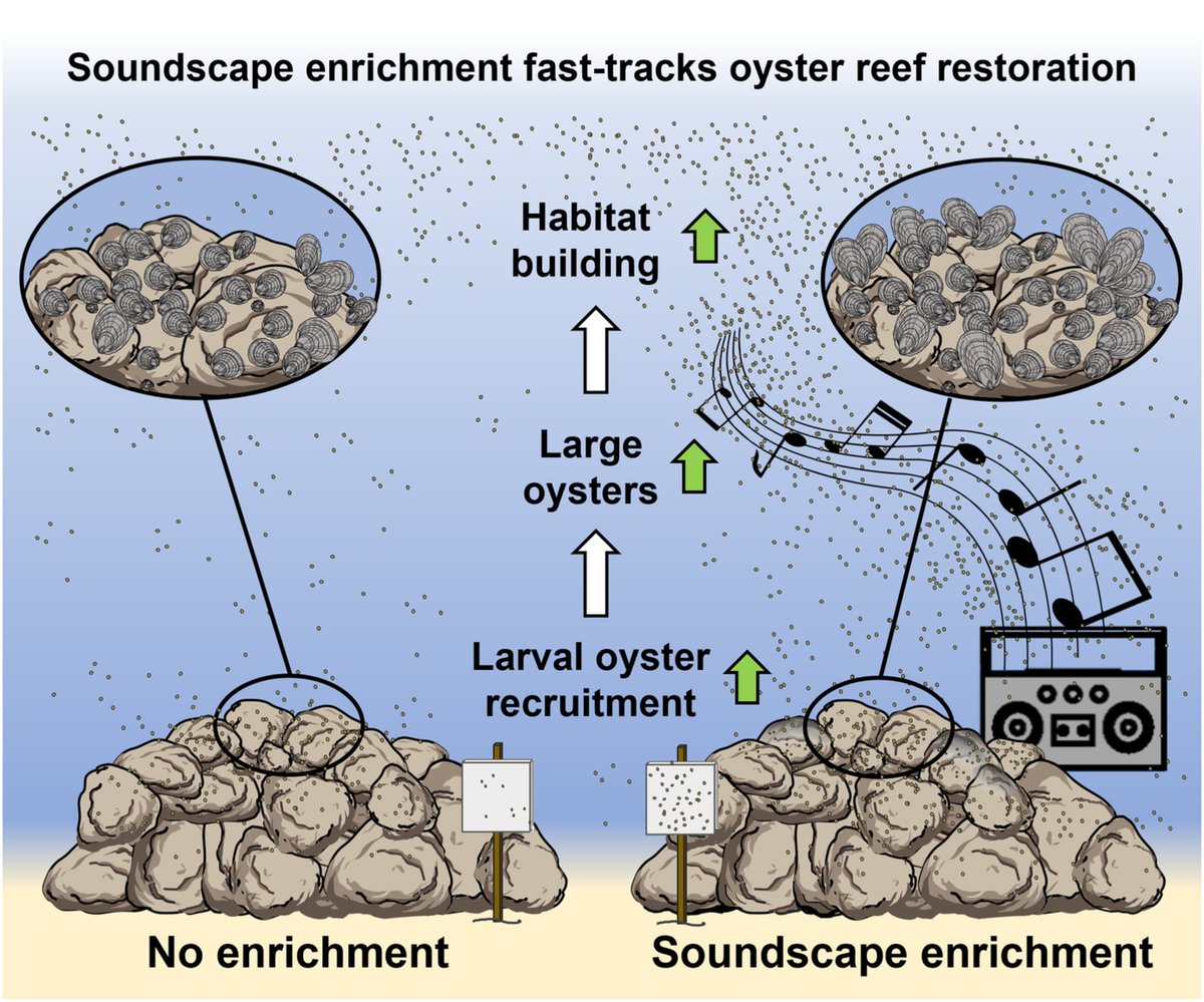 Exciting new paper! 🚨 We accelerated #oyster #reef #restoration using underwater speakers to attract larval oysters to new restorations 🔊🦪 = more #habitat. @JAppliedEcology. @Sean4Sea @0ysterWhisperer @LachieMcLeod_ @UniofAdelaide @environmentinst besjournals.onlinelibrary.wiley.com/doi/10.1111/13…