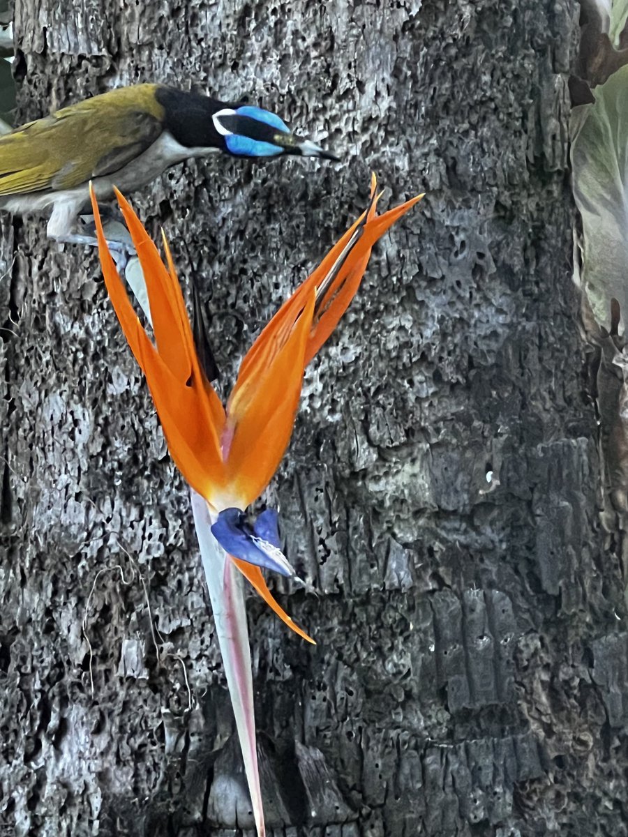 Bird vs Flower….Australia