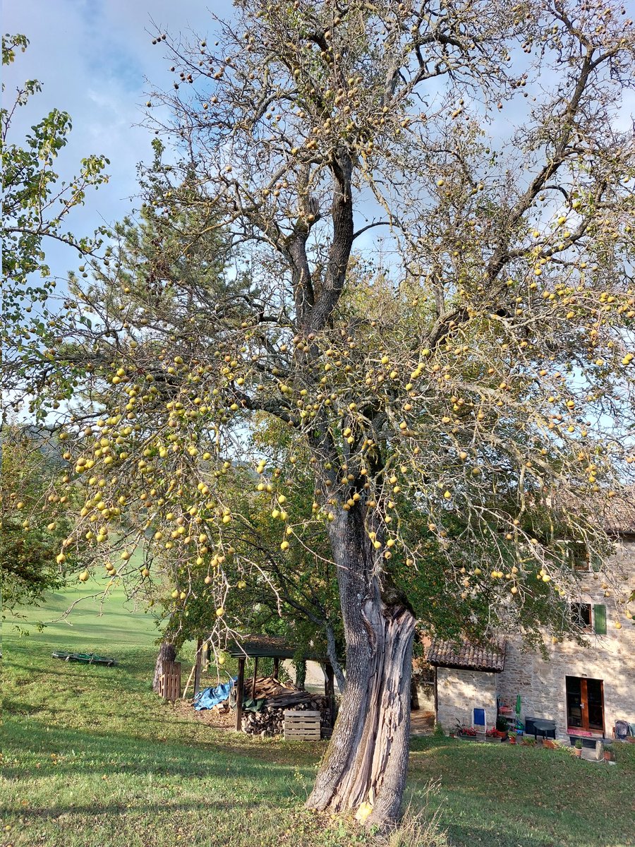 boni_golf's tweet photo. #Golf is protecting #treeheritage at Molino del Pero, scenic golf course on the Apennines mountains named after a 600 years old #peartree🍐 @sustainablegolf @GolfSustainable #Sustainability #sustainable #treeconservation #conservation #environment #sustainablegolf #nature https://t.co/yIYteqnhj2