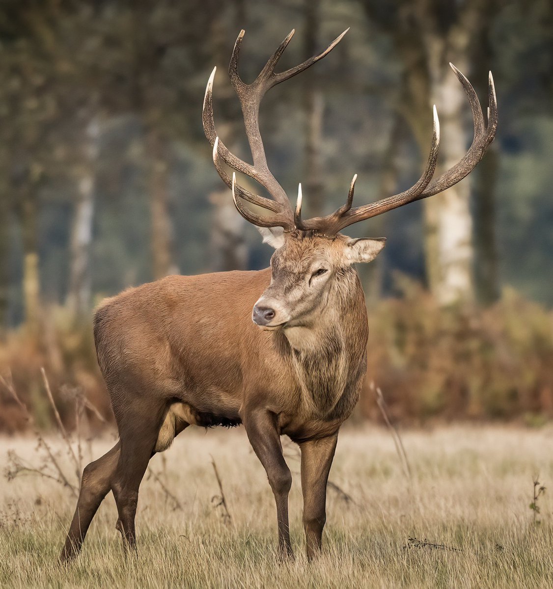 Did you see #AutumnWatch last night? Wasn’t it amazing? Fabulous news about the success of the north Norfolk ringed plovers… 😍 we also loved the rut images!💪🏻 below is one of our star stags .. king of his castle. Fab 📷David Naylor