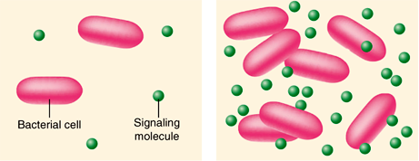 InfectDisMicrob's tweet photo. Quorum sensing is a process of cell–cell communication that allows bacteria to share information about cell density and adjust gene expression accordingly.
#quorumsensing #cell #bacteria #celldensity #geneexpression #microbiology https://t.co/aBsDIGAGvk