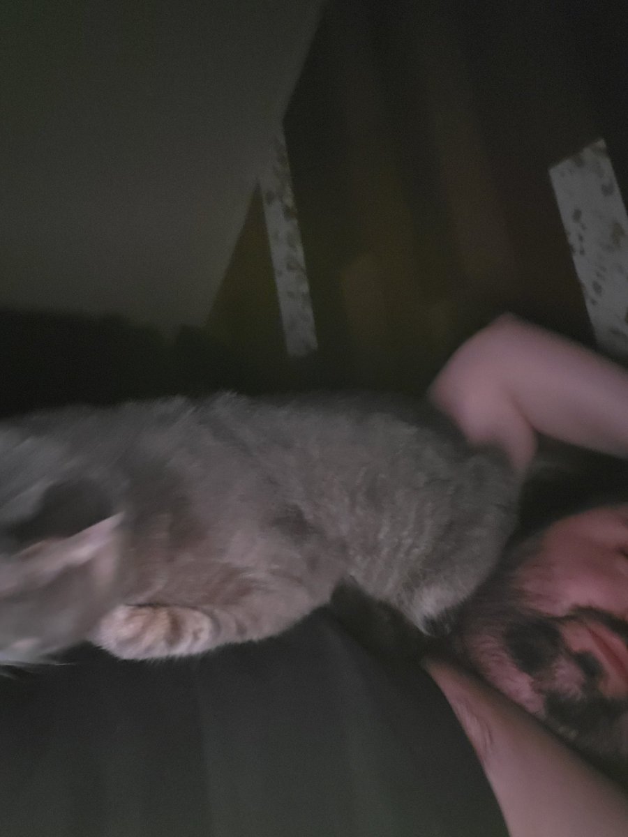 JamesDigel's tweet photo. @houstontx6969 Adorbs! I'd take a better picture but cat https://t.co/vUJ7W3JRAG