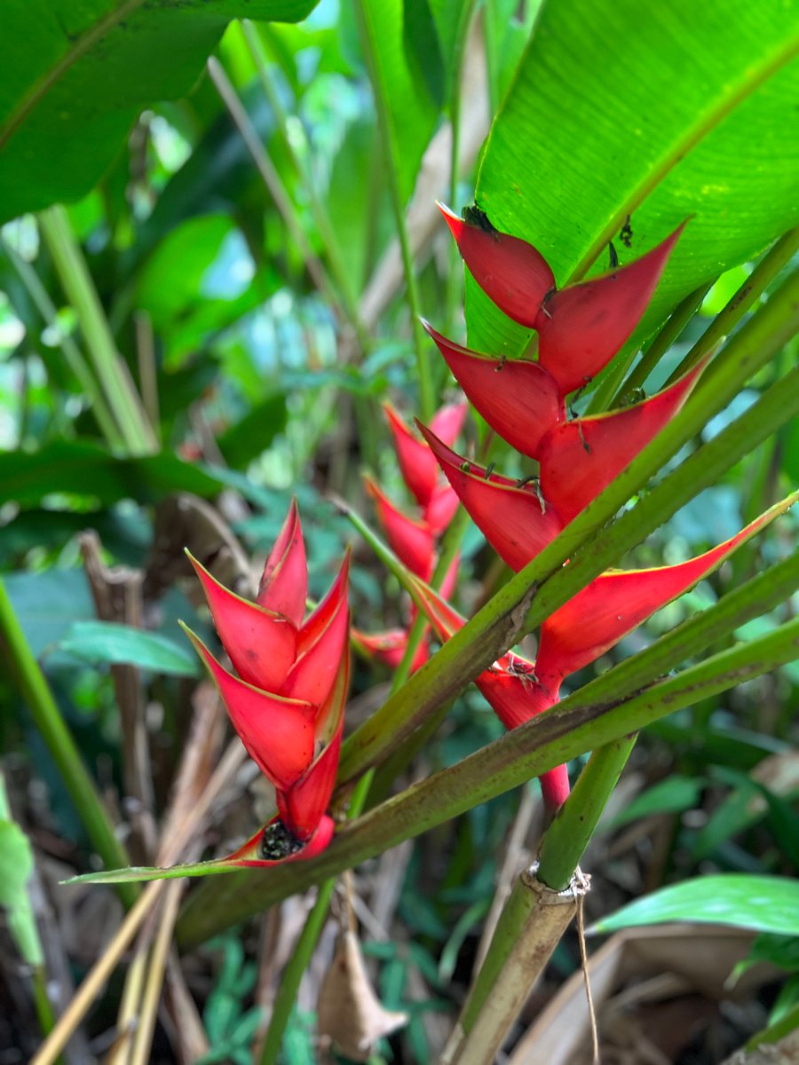 Working with an assortment of Heliconia species in the Seychelles ,….”Gods psychedelic species “….!!!