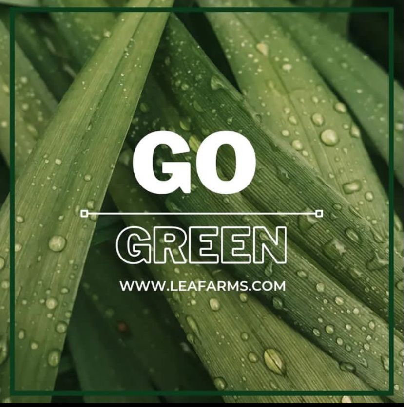LeaFarmss's tweet photo. Lets Go Green, to keep it Clean🍀
Stay natural with @leafarms.
Dm us for more and place your orders.
.
.
#leafarms #gogreen #leafarms_palmware #leafplates #biodegradable #sustainable https://t.co/QrI397EBW9