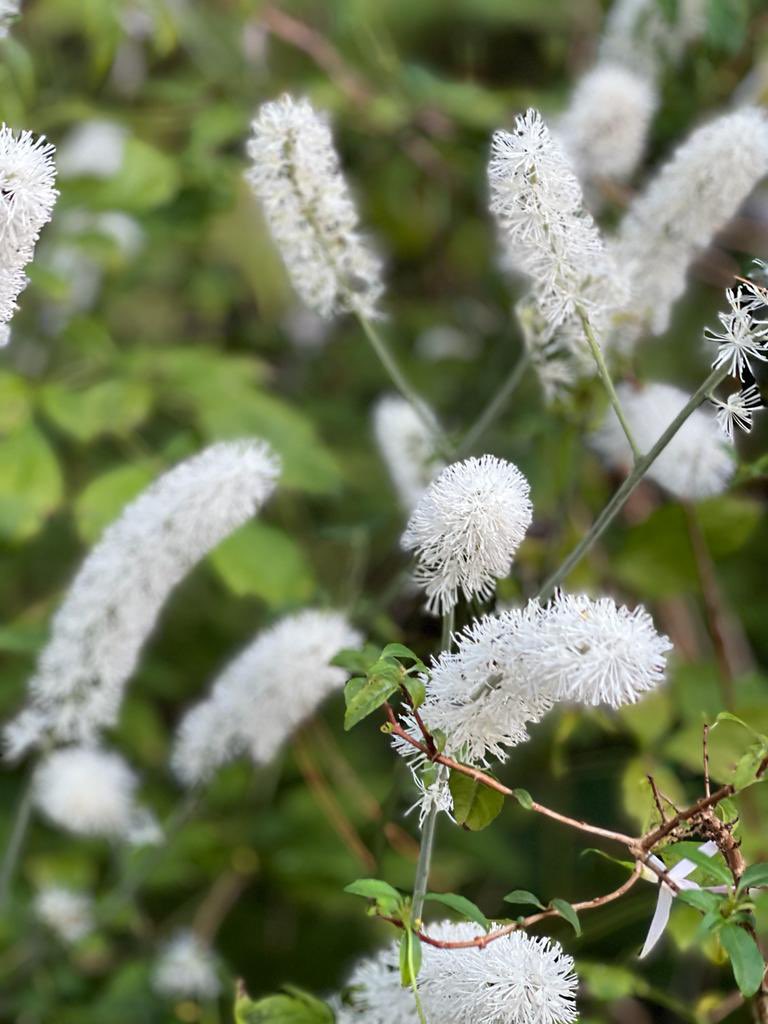 bordehillgarden's tweet photo. Actaea ‘White Pearl’, elegantly swaying in the autumnal breeze.
Some say it looks like a bottle brush, others a Snow Queen’s a magic wand. Either way, it’s certainly captured our curiosity today 🤍
#autumnflowers #actaea #japaneseforestgrass #sussexgardens #bordehillgarden https://t.co/bJ7doeUcQA