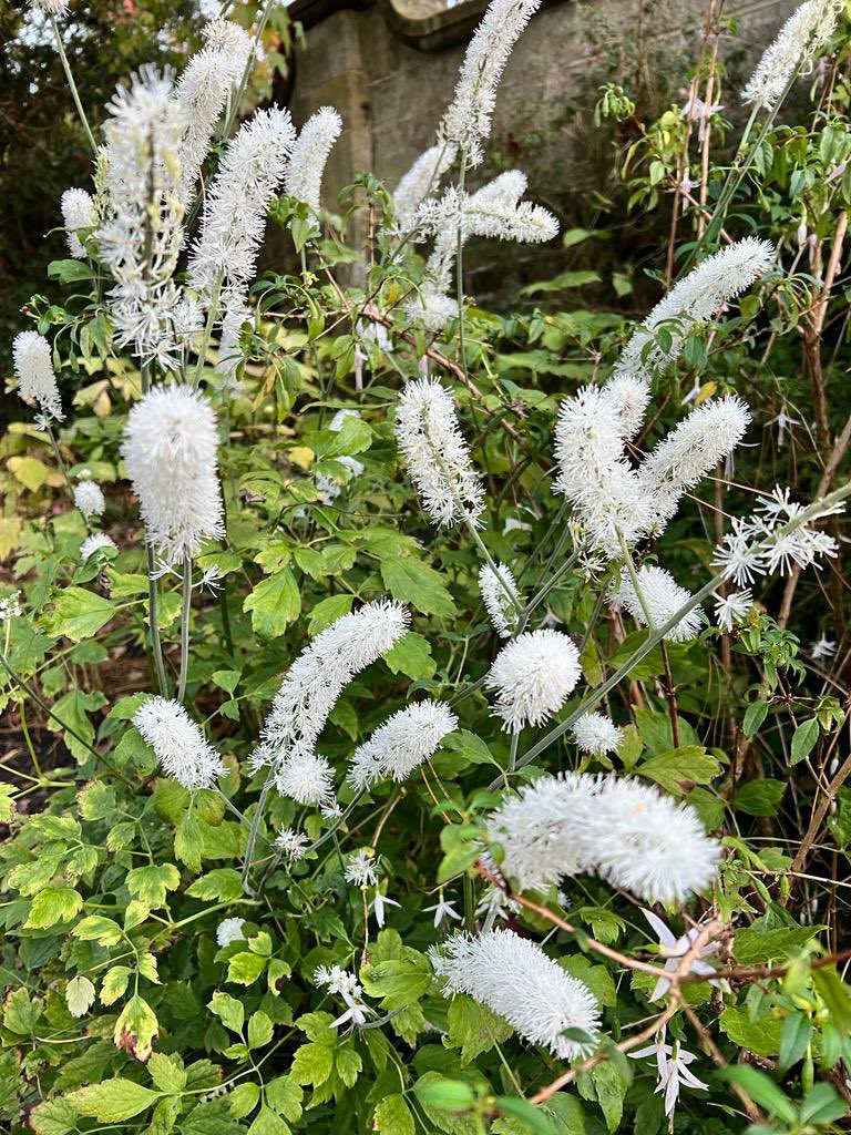 bordehillgarden's tweet photo. Actaea ‘White Pearl’, elegantly swaying in the autumnal breeze.
Some say it looks like a bottle brush, others a Snow Queen’s a magic wand. Either way, it’s certainly captured our curiosity today 🤍
#autumnflowers #actaea #japaneseforestgrass #sussexgardens #bordehillgarden https://t.co/bJ7doeUcQA