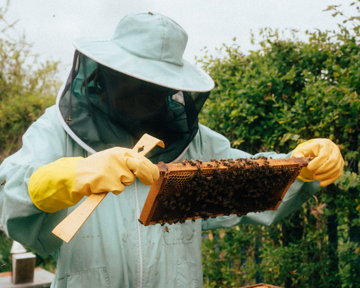 TalkingNorthea1's tweet image. This is a great community initiative in North Tyneside, bringing bees to the masses! Check out our feature on Pure Buzzin': bit.ly/3f3fjZx