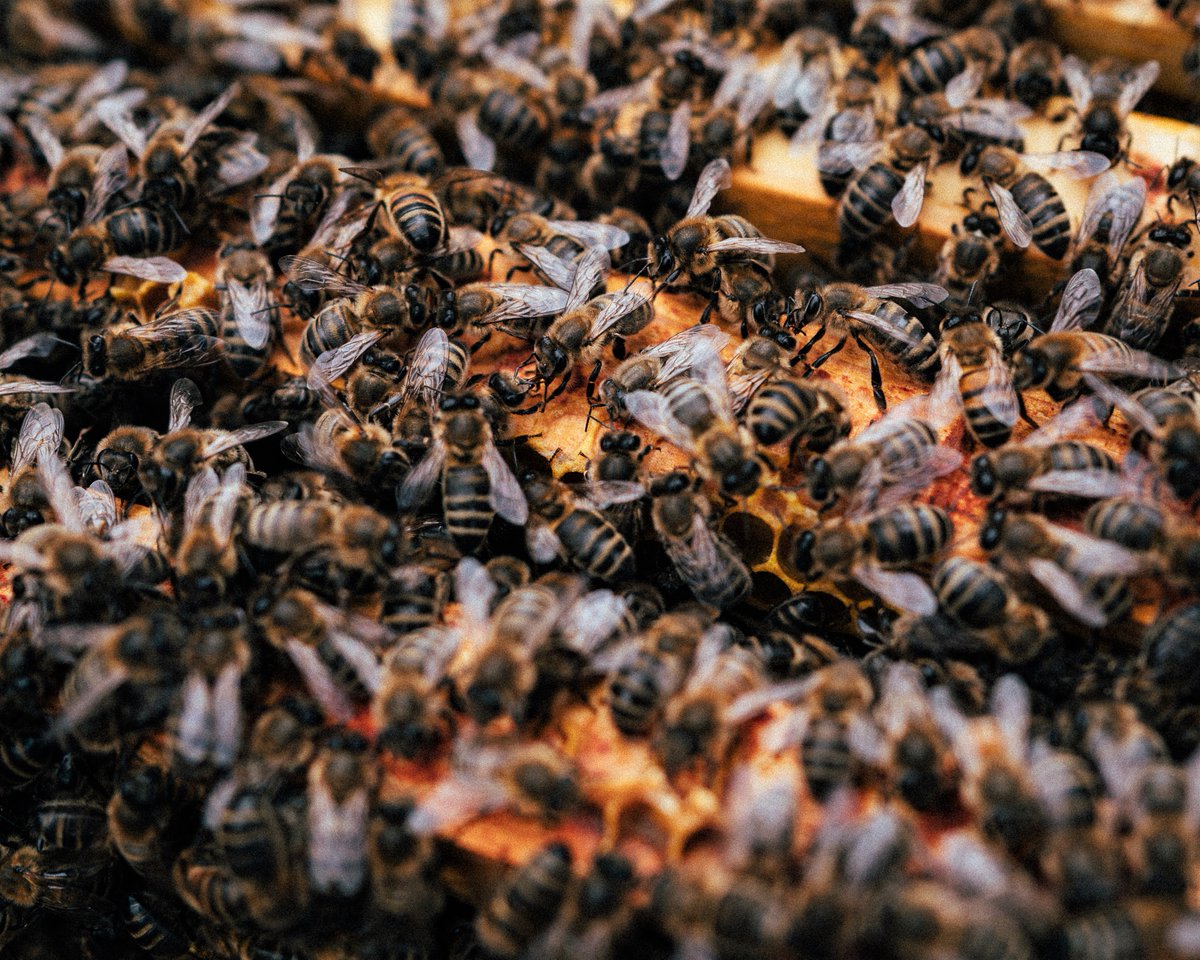 TalkingNorthea1's tweet image. This is a great community initiative in North Tyneside, bringing bees to the masses! Check out our feature on Pure Buzzin': bit.ly/3f3fjZx