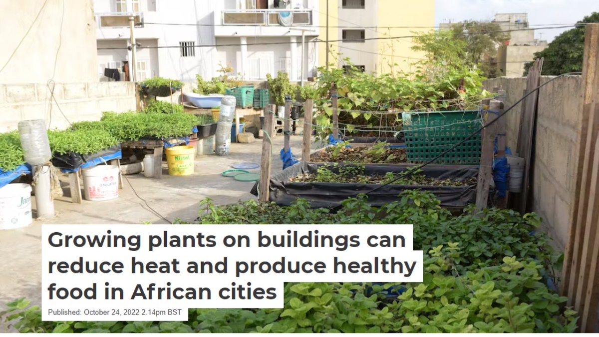 ThePeterBelton's tweet photo. Green spaces have the potential to reduce heat and, in turn, improve health, especially in vulnerable urban areas.

Growing plants on buildings can reduce heat and produce healthy food in African cities.

Find out more 👇

https://t.co/p9Ff3DuY9B

#urbangreening #growvertically https://t.co/4Aa6TWGRLg