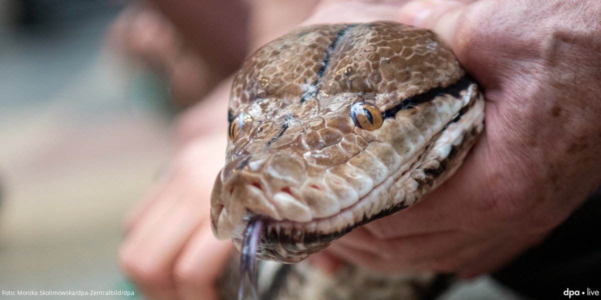 🟠 NEWSBLOG Wegen hoher Energiekosten: Dresdner Zoo schließt Terrarium schon zum 1. November komplett - einige Tiere sollen an neue Halter abgegeben werden +++ Alles Wichtige rund um die #Energiekrise 👉 @dpa via @mzwebde mz.de/deutschland-un…