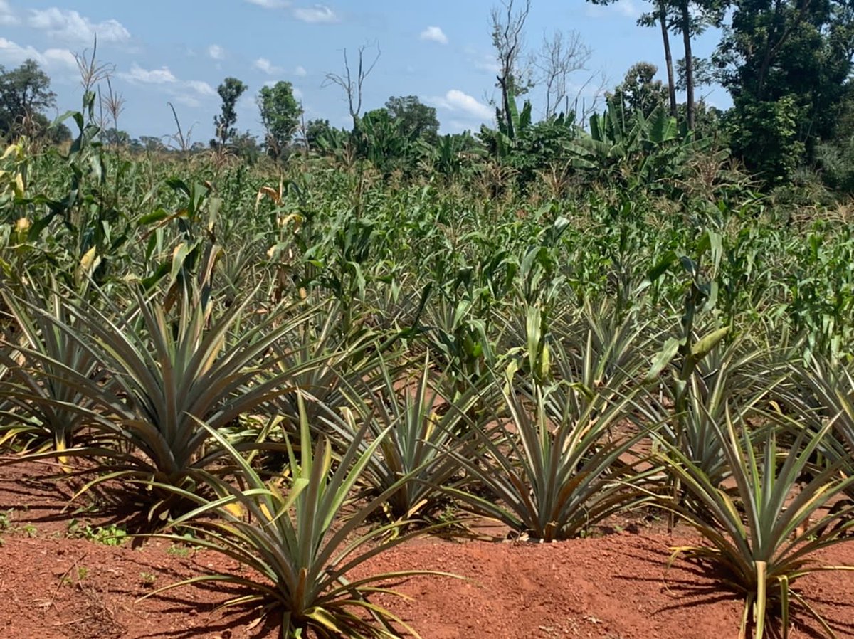 CanSouthSudan's tweet photo. Canada 🇨🇦 in partnership with World Vision, CARE &amp; War Child Canada in collaboration with the South Sudan’s Ministry of Agric visited Canada’s funded FEED II projects in Yambio, WES. https://t.co/yZZOI3UGhQ