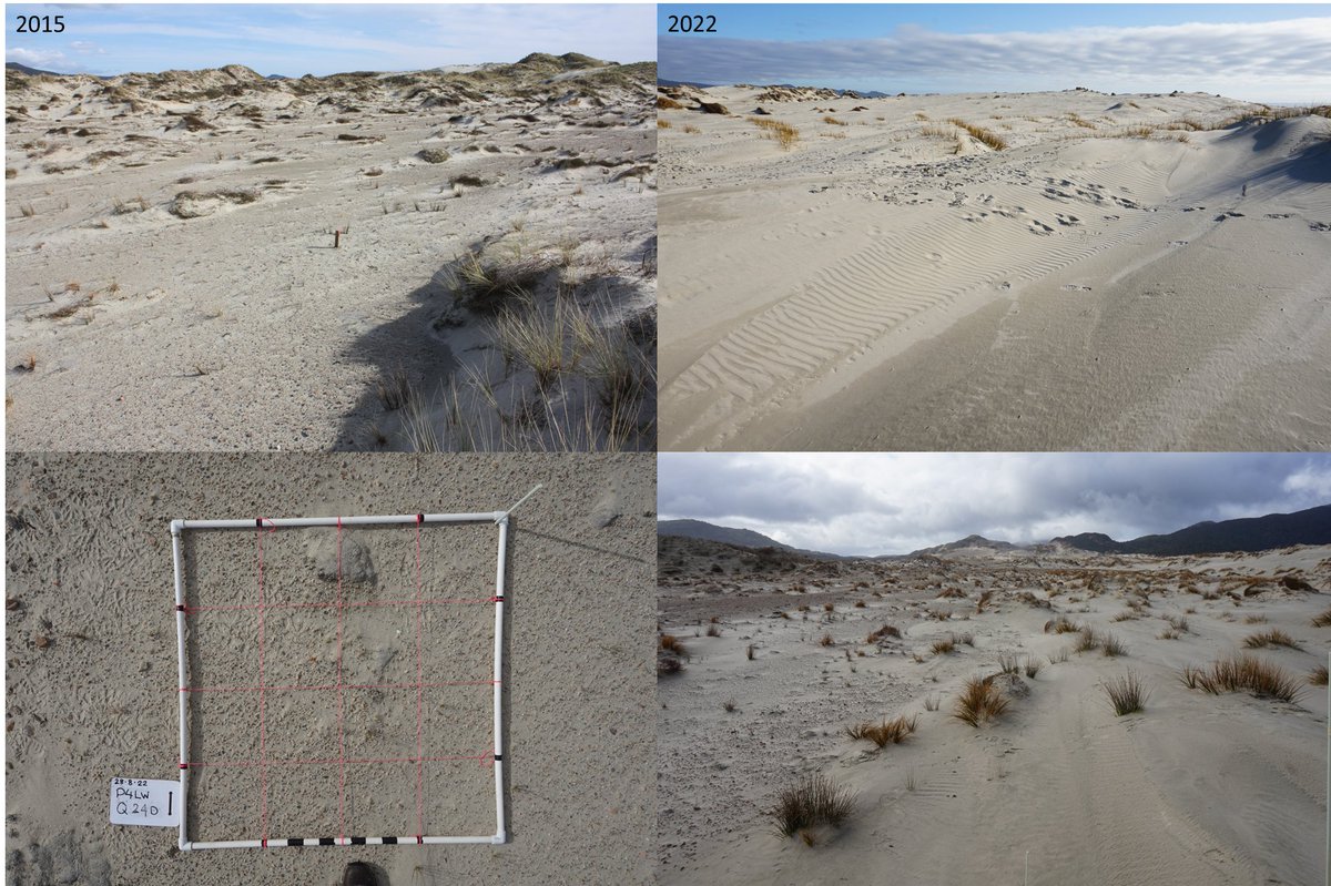tkonlechner's tweet photo. Fieldwork completed - now to analyze 7 years worth of plant community data from one of Aotearoa NZ largest dynamic dune restorations #rakiuradunerestoration #masonbay #dynamicdunes https://t.co/7BUMoc0bAc
