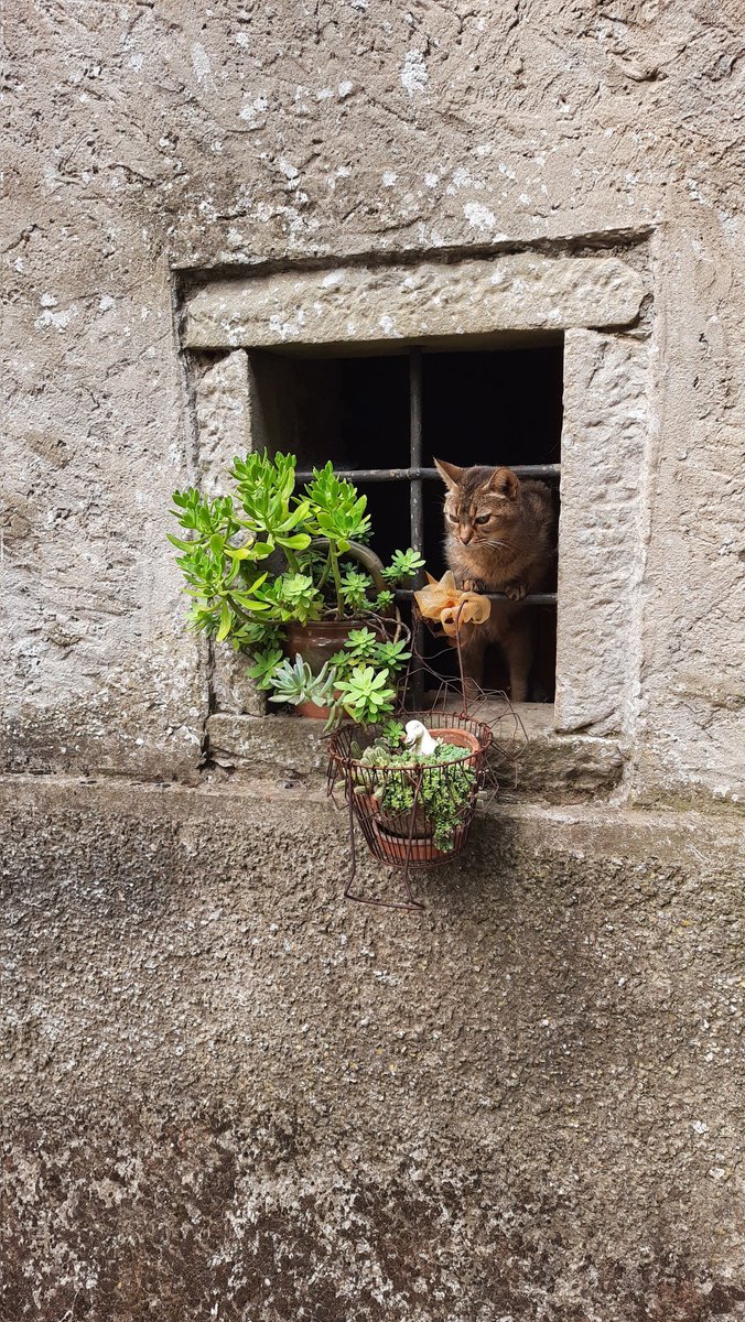 grekfoto's tweet photo. gatto italiano
#cat #grekfoto https://t.co/88PJpYTcLl