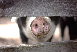 MariaJaeger14's tweet photo. Die Europäische Behörde für Lebensmittelsicherheit (EFSA) veröffentlicht Empfehlungen zur Verbesserung des Tierschutzes bei Schweinen 🐖
👉 https://t.co/f5Lu0ox19D 

#Digitier #Nutztierhaltung #Forschung #Tierwohl https://t.co/8MBJkHp2Fz