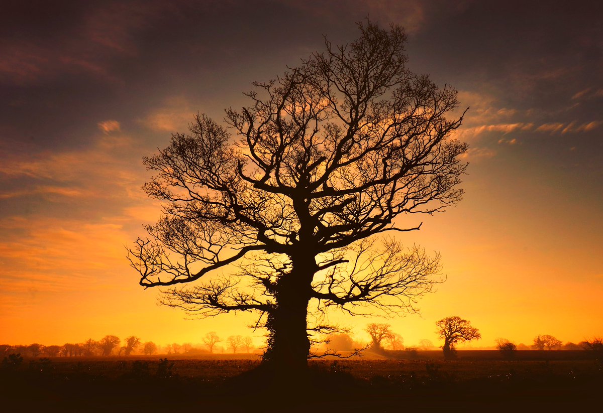 Nice #dawn light silhouetting this #tree from behind. Please share your dawn and tree #photos #nature #TwitterNatureCommunity #landscapephotography