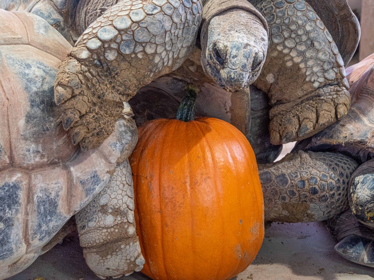 Noahs_Ark_Zoo's tweet photo. There's no need to shove ๐ข We've got enough pumpkins for everyone ๐๐
https://t.co/dhnFNhbdft
#noahsarkzoofarm #pumpkin #pumpkins #autumn #october #zoo #bristol #autumnvibes #familydayout #pumpkindesign #pumpkinpatch #bristol #tortoise https://t.co/vgbanKmvtG