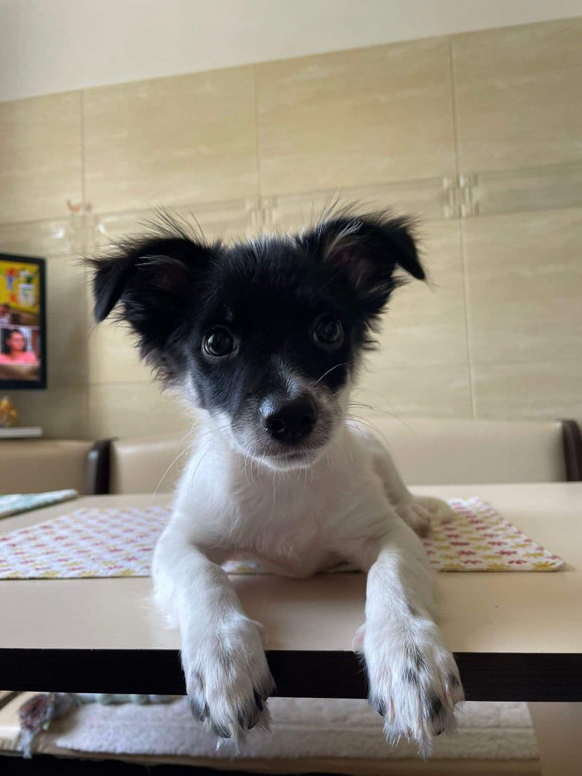 NoahArkrr's tweet photo. We arrived back from Romania today and the great news we got back to is that the travel ban that has been in place for the last 6 months will be lifted on the 29th Oct, from tomorrow we will be promoting some of the dogs we took pictures of whilst out in Romania 

Preview 👇 https://t.co/aZ3lV39A6u