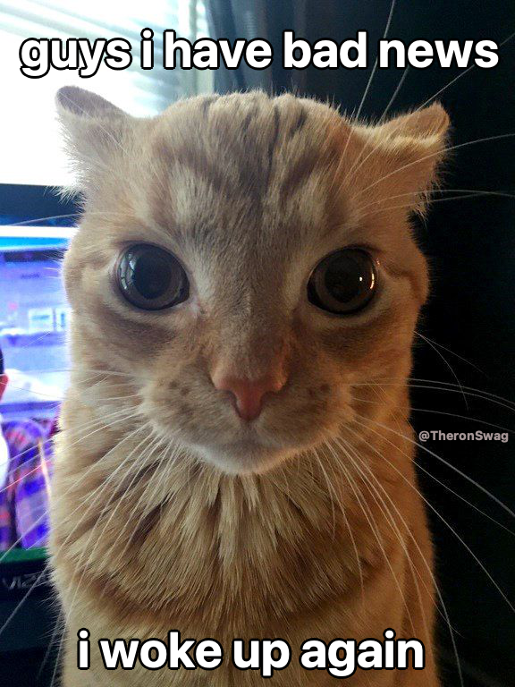 LiterallyMeCats (@literallymecats) on Twitter photo 