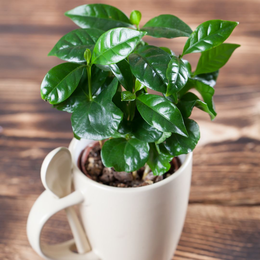 RecycleDevon's tweet photo. Favourite mug chipped? Cracked teapot? Upcycle them into plant pots! Ensure adequate drainage for your plant &amp; enjoy seeing your items living a new, leafy life.

Pledge to #SaveAndReuse for your chance to WIN 1 of 20 stainless steel reusable water bottles! https://t.co/6gROuh2KnC https://t.co/u9go2fAK4Z