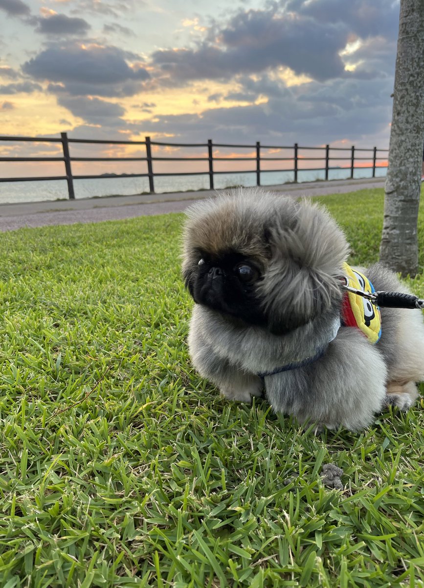 annkokurun's tweet image. 最近よく、お猿さんって言われる…
写真見返すと、そう見えるのわかった気が…
てか、おさるより、ゴリラ？w
#ペキニーズ
#もふもふ