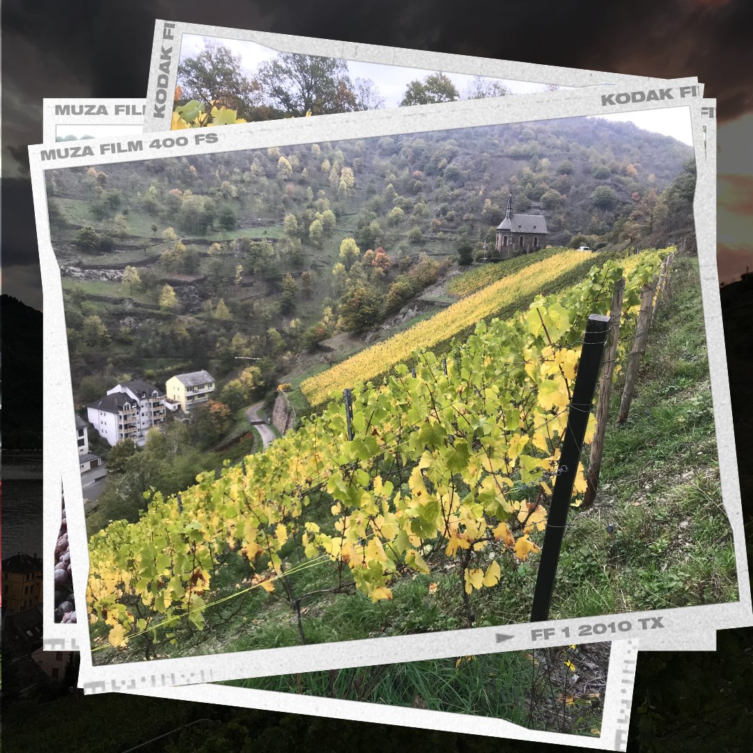 weinpause's tweet image. HERBSTSCHLUSS
Letzte Woche war es soweit.
Die letzten Trauben aus dem kühnsten Abhang wurden nach Hause geholt.
Dank einer tollen Lesegruppe konnten wir bei wirklich herbstlicher Kulisse die letzten Seligmacher nach Hause bringen und sicher im Keller verstauen.
 #weinlese2022