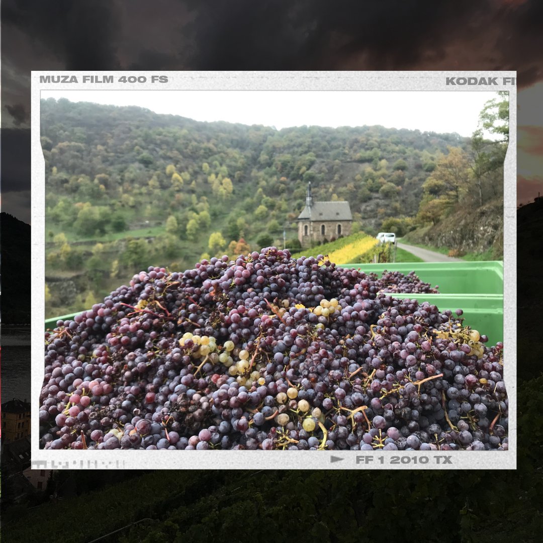 weinpause's tweet image. HERBSTSCHLUSS
Letzte Woche war es soweit.
Die letzten Trauben aus dem kühnsten Abhang wurden nach Hause geholt.
Dank einer tollen Lesegruppe konnten wir bei wirklich herbstlicher Kulisse die letzten Seligmacher nach Hause bringen und sicher im Keller verstauen.
 #weinlese2022