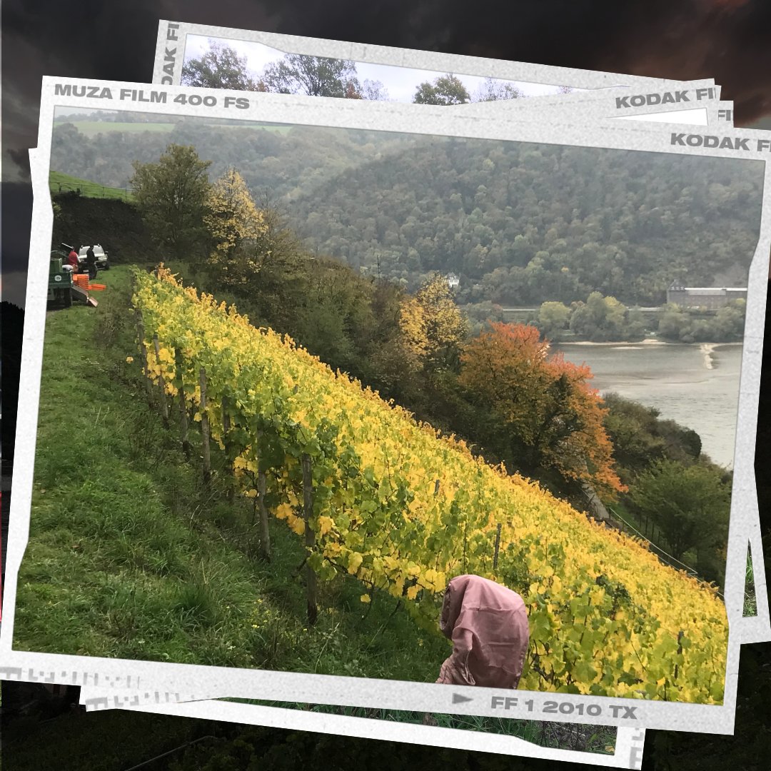 weinpause's tweet image. HERBSTSCHLUSS
Letzte Woche war es soweit.
Die letzten Trauben aus dem kühnsten Abhang wurden nach Hause geholt.
Dank einer tollen Lesegruppe konnten wir bei wirklich herbstlicher Kulisse die letzten Seligmacher nach Hause bringen und sicher im Keller verstauen.
 #weinlese2022