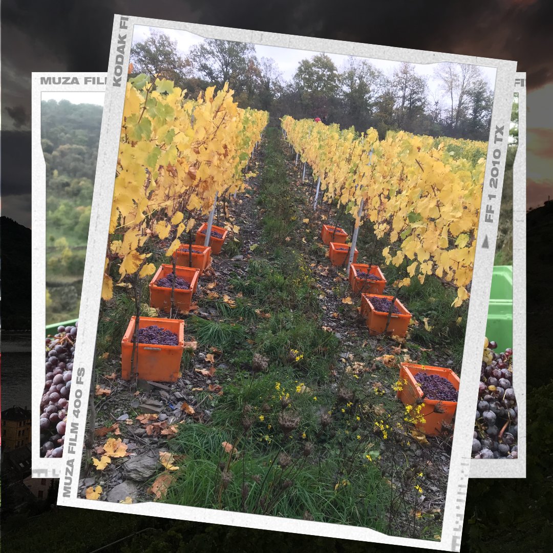 weinpause's tweet image. HERBSTSCHLUSS
Letzte Woche war es soweit.
Die letzten Trauben aus dem kühnsten Abhang wurden nach Hause geholt.
Dank einer tollen Lesegruppe konnten wir bei wirklich herbstlicher Kulisse die letzten Seligmacher nach Hause bringen und sicher im Keller verstauen.
 #weinlese2022