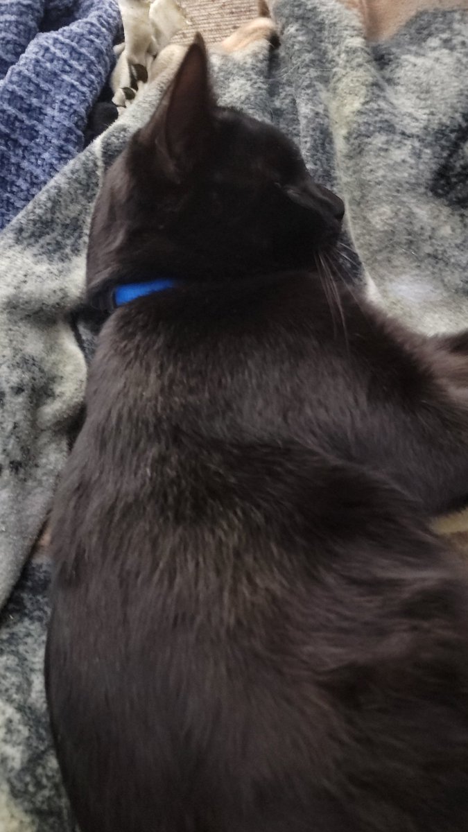 Good morning Twitter! I hope everyone has a good day! 
#CatsOfTwitter #CatsLover #cats #CatsOnTwitter