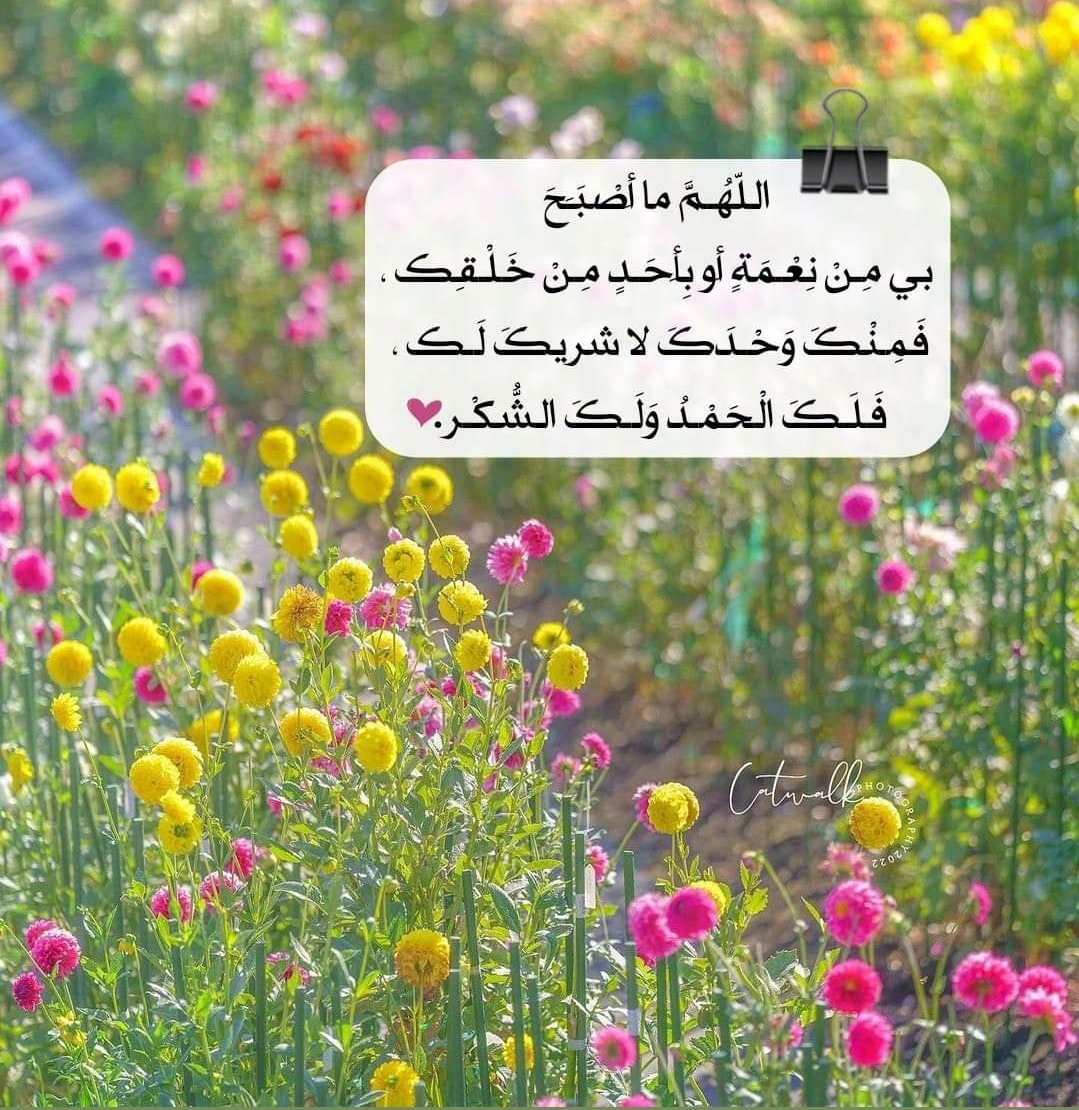 صباحكن ارق من زهر الياسمين 🕊☀️
