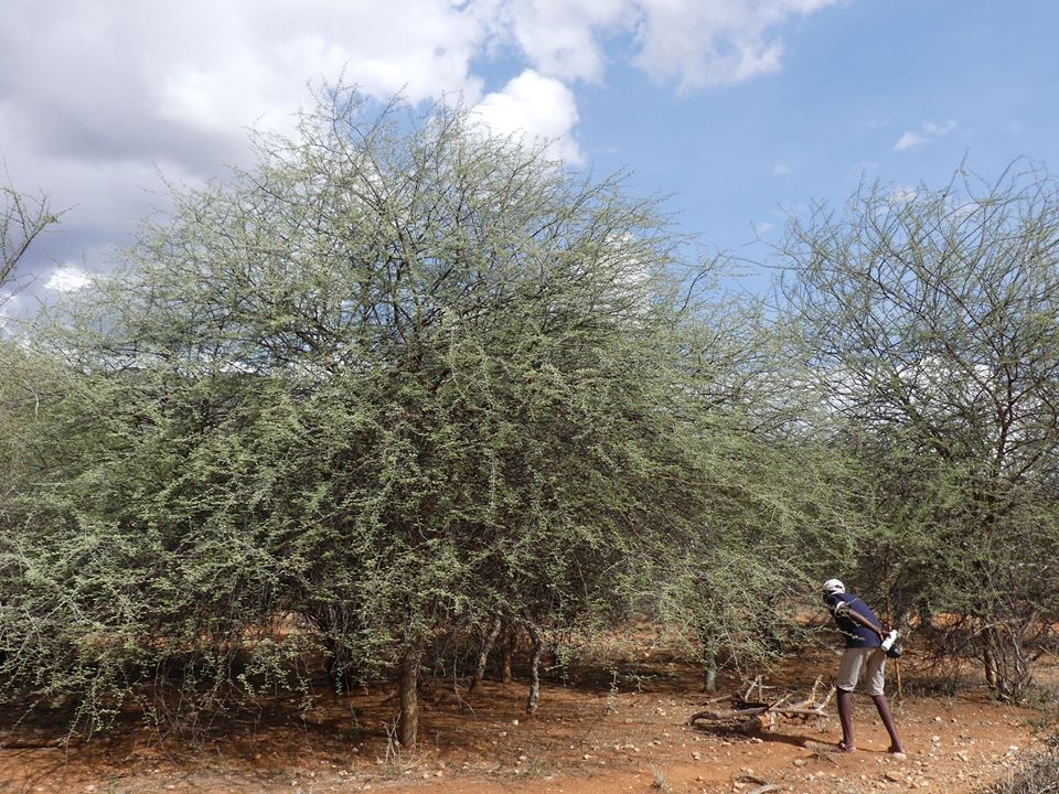cookswelljikos's tweet photo. It's #waitabit Wednesday's!
Take a moment stop and smell the flowers of these incredible trees that love to give you hugs! 😆
Learn more about the amazing #nontimberforestproducts these trees produce here
https://t.co/RKay1lk6we
#acaciamellifera
#acaciasenegal
#gumarabic https://t.co/DylX8KCWqz