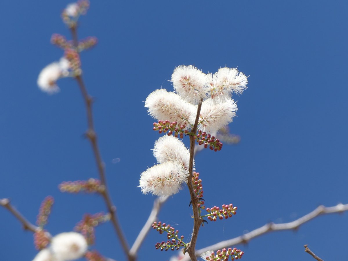 cookswelljikos's tweet photo. It's #waitabit Wednesday's!
Take a moment stop and smell the flowers of these incredible trees that love to give you hugs! 😆
Learn more about the amazing #nontimberforestproducts these trees produce here
https://t.co/RKay1lk6we
#acaciamellifera
#acaciasenegal
#gumarabic https://t.co/DylX8KCWqz
