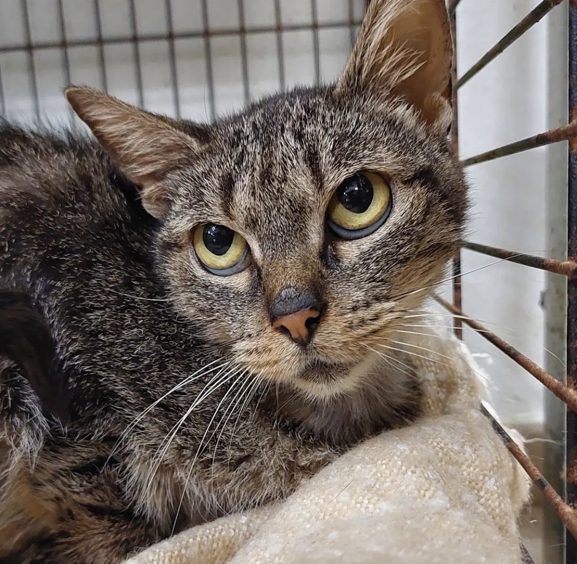 TAPEA - cas urgent 🥺

Li queda poc temps de vida i necessita una llar d’acollida. Una gàbia no és un lloc on passar els teus últim dies 💔
Tota la info aquí ⬇️