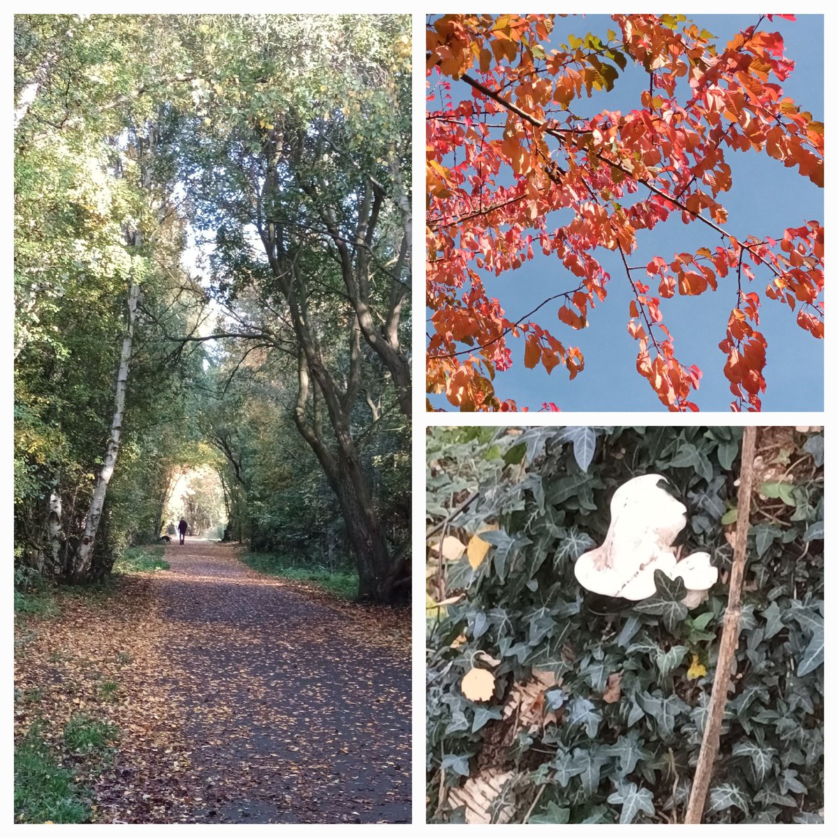 Lynn Towler tweet media