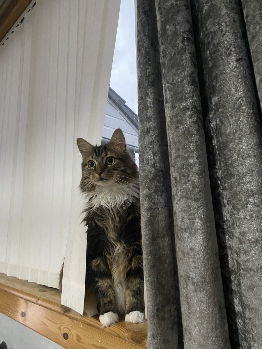 RIPwalphiepopfe's tweet photo. i woz doin ma pawtwols an den i heers it, der is a zombee in da hall! i gonna hab to ded it! https://t.co/3IYbl0aVPF