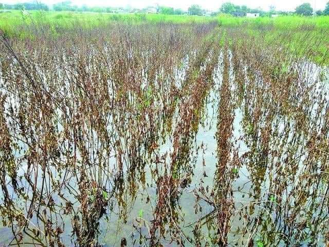 WasimMu26862703's tweet photo. याला दुःख म्हणावं की संघर्ष हेच कळत नाही ?
स्वप्नाच तर सोडाच हो पण यांच्या मुलभूत गरजा देखील यात वाहून गेल्या आहेत...🥺🙂‼️
अतिवृष्टीग्रस्त शेतकरीला हेक्टरी पन्नास हजार रुपयांची तातडीने मदत करा @CMOMaharashtra
@mahacpimspeak
@Dev_Fadnavis #ओलादुष्काळ #शेतकरी https://t.co/pa4IZ1kjj6