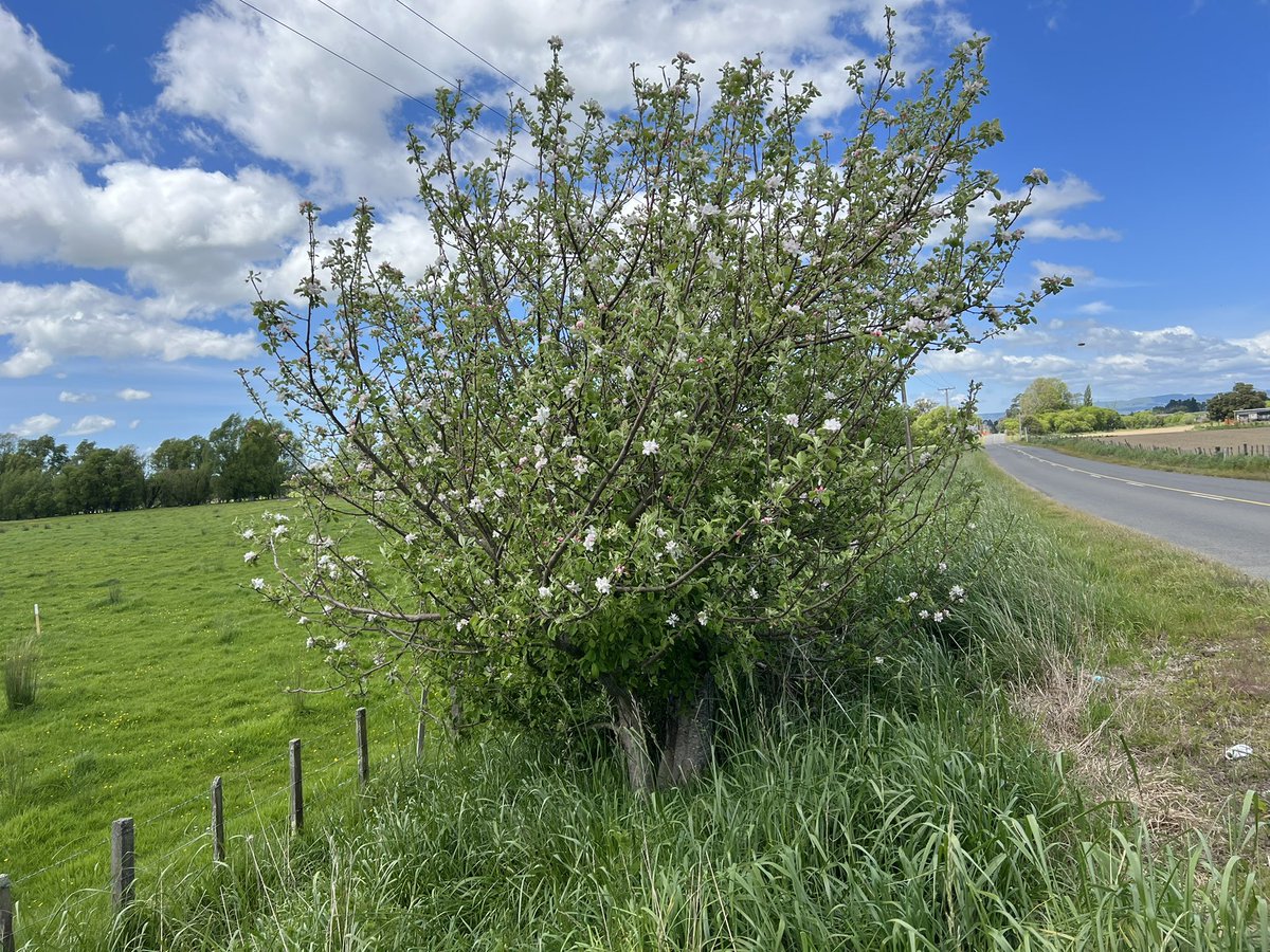 Trevor_FJ's tweet photo. Jonny Appleseed must have visited Aotearoa #cider #apples #wildapples https://t.co/BUnXQLT7E4