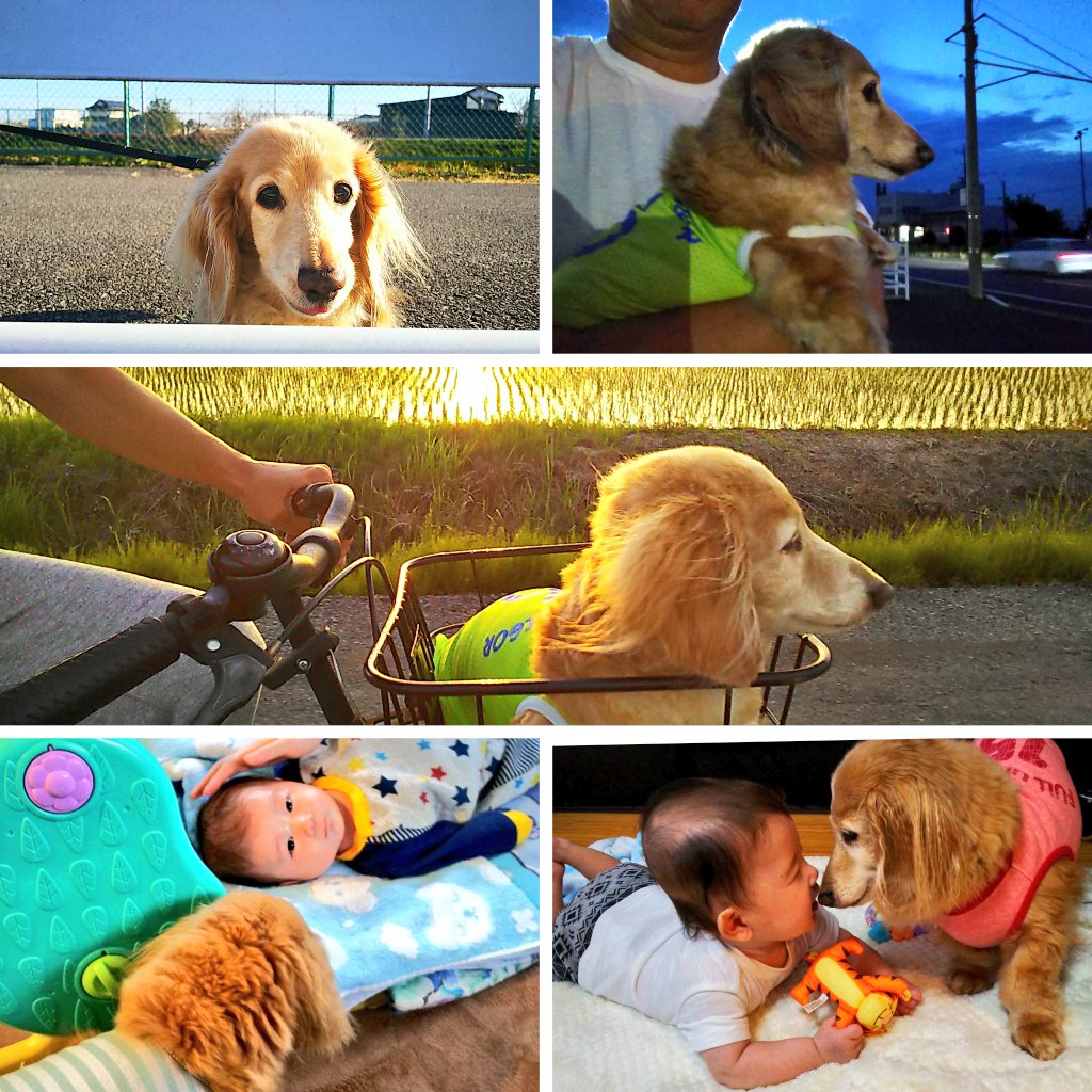 tjajaegad's tweet photo. 愛犬金太郎🐶昨日星🌟となりました😊
20歳と7ヶ月100歳😊
元々義理の弟家族の愛犬でしたが我が家の息子2人がやんちゃな時にお借りしそのまま🤭
凄い優しい🐶で近所の人達からも人気者でした😊
昨日は家族4人で泣き尽くすも今も涙が…
金太郎🐶俺を早く迎えに来てくれよ…
金本当今までありがとう🐶🍀🙏 https://t.co/yGiPpEyrHJ