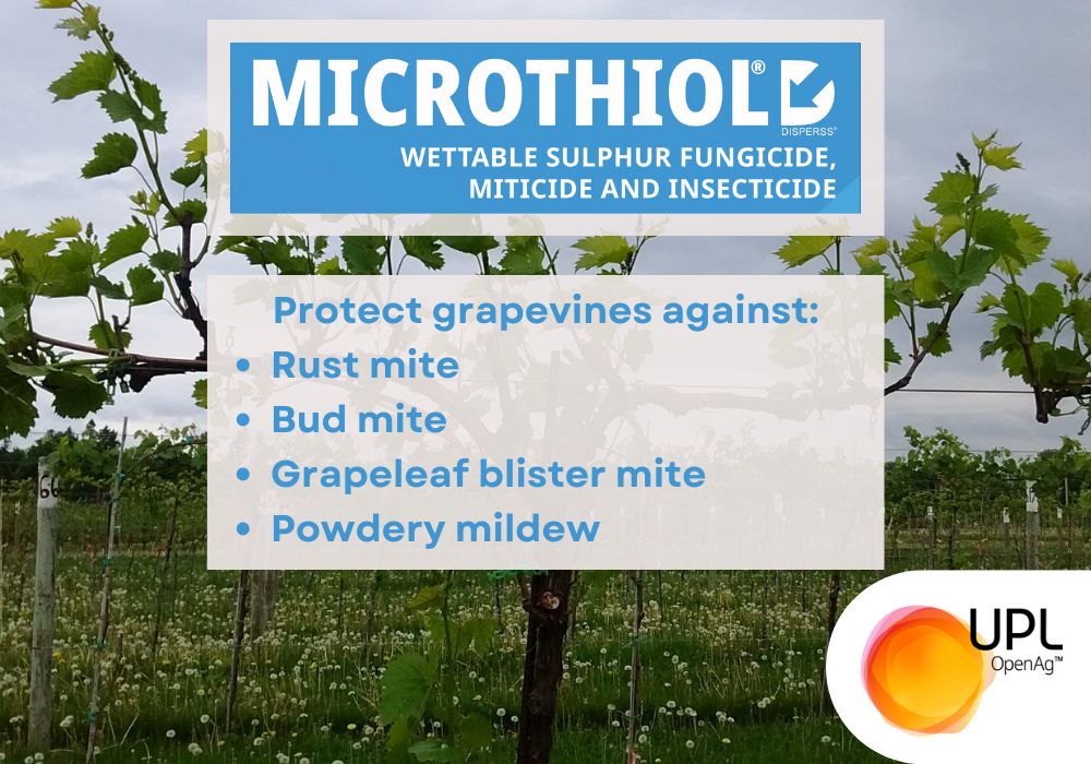 UPLAUSLtd's tweet photo. Manage fungal pathogens & mites in your #vineyard with #organic #Microthiol. Micronised sulphur particles provide optimal coverage and protection from:
🍇Rust mite
🍇Bud mite
🍇Grapeleaf blister mite
🍇Powdery Mildew
Read more & protect your #vines 👉 https://t.co/SNQ0cfdTJB https://t.co/3lSxd0oOBO