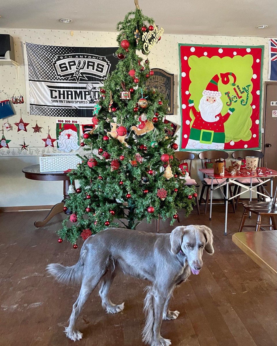 cafemandd's tweet photo. 我が家のクリスマスへようこそ
Welcome to Christmas at my home ❗️
#クリスマス
#SmartTap #ポータブル電源 #PowerArQmini2 
#powerarq 
#powerarq2
#powerarqmini 
#ジーニー🧞‍♀️🐕
#tomboy #ワイマラナー　　#ワイマラナーロングヘアード　
#weimaraner 
#weimaranerlonghaired
#大型犬のいる暮らし https://t.co/NR0gzTjjeJ